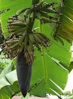 Bananenpflanze, Foto: Wencke Dittmann