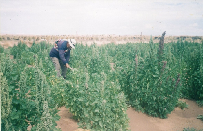Bolivien: Quinoa-Plantage - Foto: Quetzal-Redaktion, Muruchi