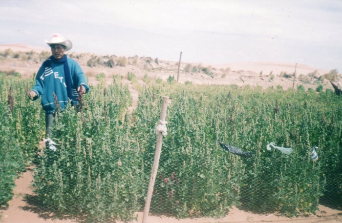 Bolivien: Quinoa-Plantage - Foto: Muruchi