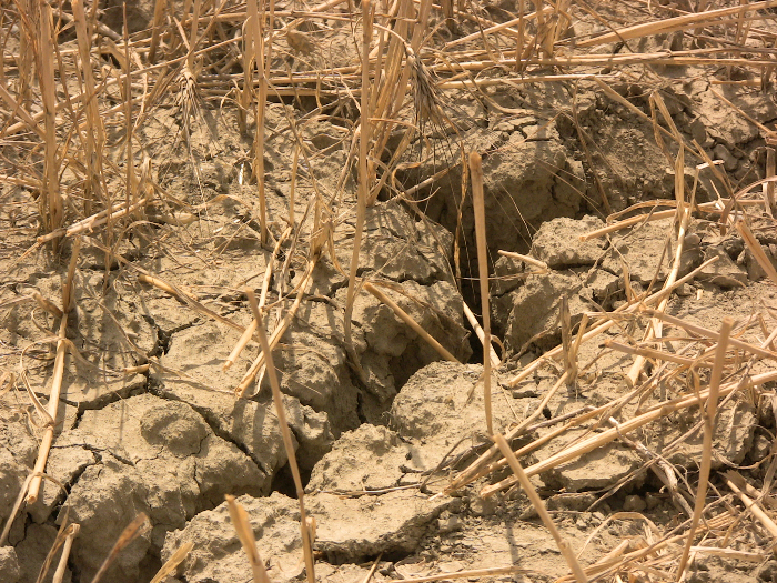 Dürre beeinträchtigt die Landwirtschaft - Foto: Quetzal-redaktion, ssc