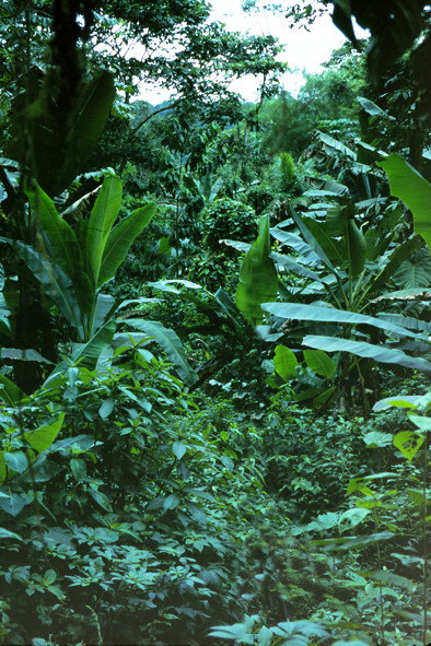 Lateinamerika:_Amazonas-Regenwald - Foto: Quetzal-Redaktion,_ssc