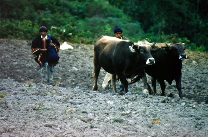 Es gibt viele ungelöste Probleme in der Landwirtschaft Kolumbiens - Foto: Quetzal-Redaktion, ssc