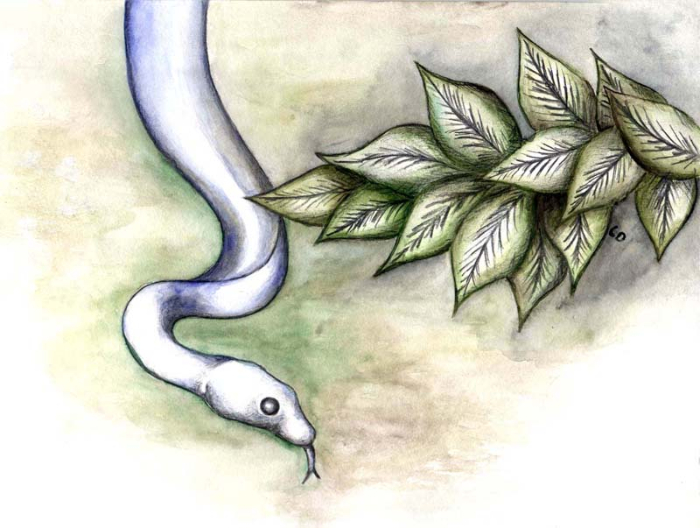 Kultur: Microzoología Victor Montoya, Die Schlange - Zeichnung: Quetzal-Redaktion, cd